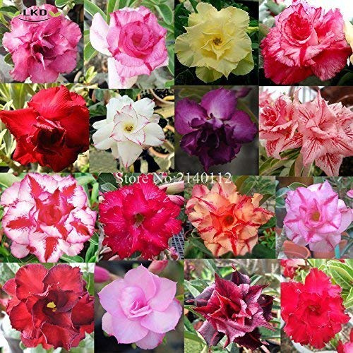 Garden Plant 50pcs/Bag caldesia reniflrmis Aquatic Grass Seeds, Family Easy Plant Seeds, Aquarium Grass Seeds Seed:Seeds Only