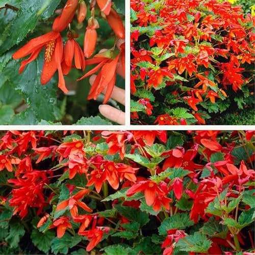 Begonia Bertini (Bertinii) Boliviensis Orange x 3 Corms/Bulbs Cascading Red/Orange Summer Flowers.