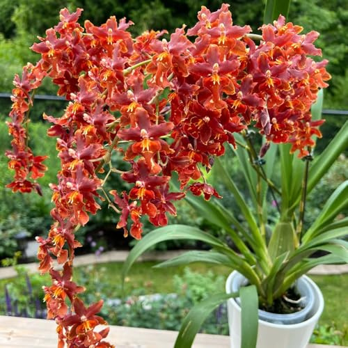 Semi di Orchidea Oncidium, d'appartamento da giardino autunnali resistenti da ufficio semi di selvatici regali 300pcs