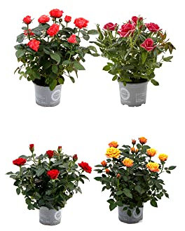 Rosal Mini Set de 4 Plantas con Flores de Colores Naturales