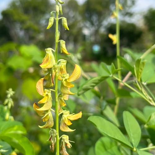 Semi di Crotalaria pallida, rare Crotalaria cunninghamii, semi da giardino roccioso resistenti semi di arbusti 100pcs
