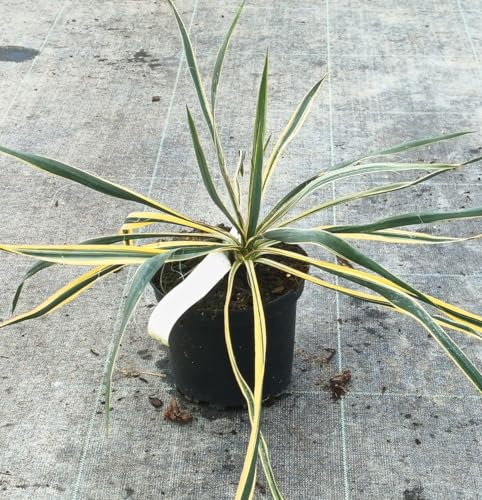 Yucca filamentosa 'Bright Edge' / Yucca filamenteux Panaché/Conteneur de 2 à 2.9 litres