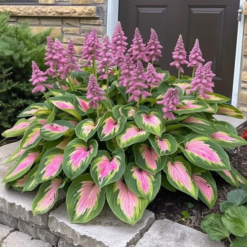 Bulbos de hosta-Ecologización-sistentes al frío y tolerantes a la sombra-15 bulbo