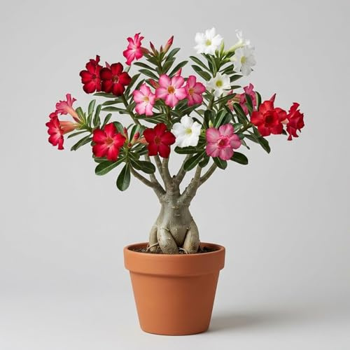 Rosa del deserto bonsai/adenium obesum-1 Bulbi