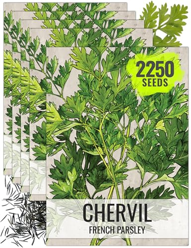 Seed Needs Chervil Seeds for Planting - Non-GMO, Heirloom & Untreated Annual Herbs - Grow an Indoor/Outdoor Garden Full of Culinary French Parsley (5 Packs)