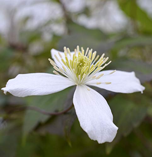 Berg Waldrebe Wilsonii 100-125cm - Clematis montana