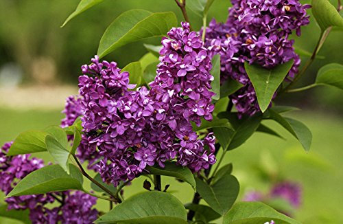 Flieder purpurrote Blüte Edelflieder Charles Joly Syringa vulgaris Charles Joly Containerware 40-60 cm hoch