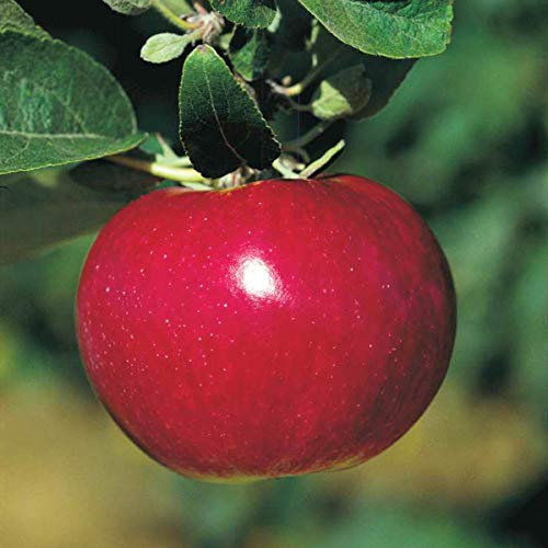 GURNEY'S - McIntosh Apple Fruit Tree, Dormant Bare Root Starter Tree, 1-Pack - Due to State restrictions Can't Ship to Montana
