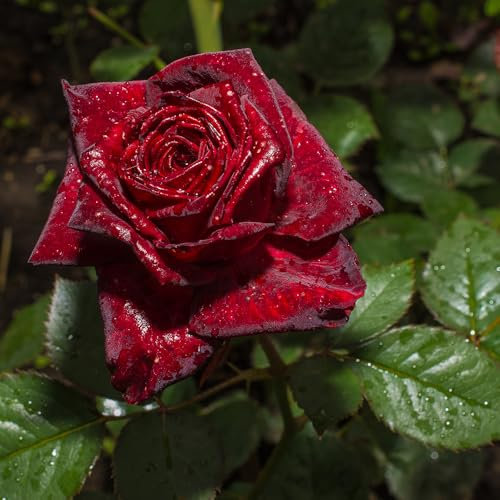 YouGarden Matthew's Rose, Established Plant in 3-4 Litre Pot, Ready to Plant Patio Rose, for Raspberry Red Flowers, Place in Pots, Beds, or Borders for Summer to Autumn Flowers