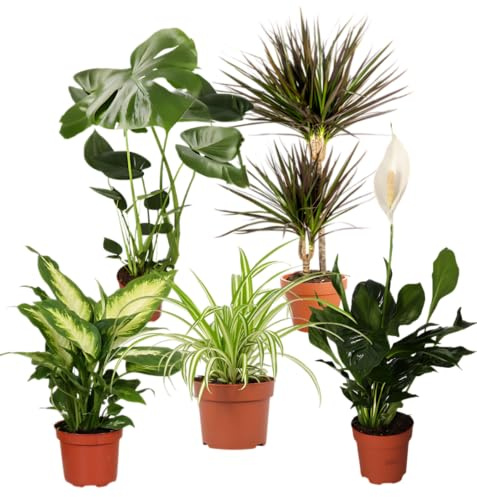 Impianto Plus - Set di 5 purificatori d'aria, Monstera, Spathiphyllum, albero del drago, Dieffenbachia, Zebragras, Ø 40 – 70 cm, qualità professionale