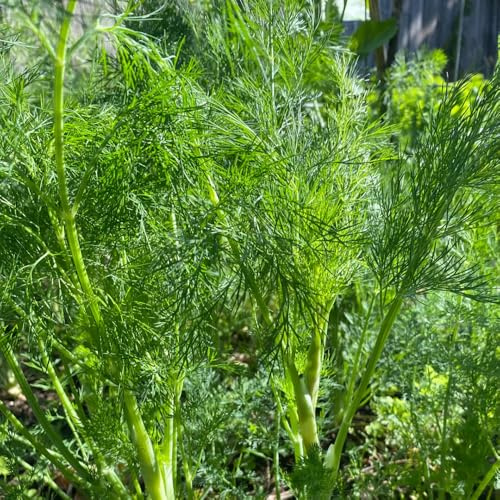 Semillas de eneldo orgánico, Anethum graveolens - semillas de medicinales de cocina raras de jardin 50pcs