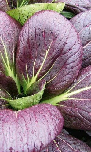 Seeds of Vegetable Pak Choi F1 Rubi