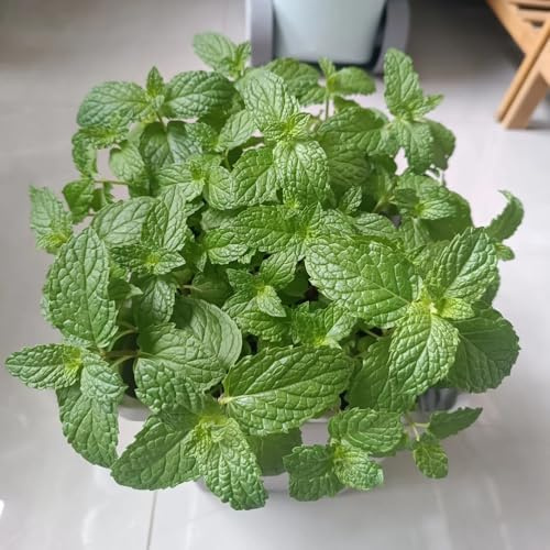 Semillas de menta verde - Las de jardín son perennes resistentes. Semillas de menta orgánicas, semillas de silvestres Las del jardín 100pcs