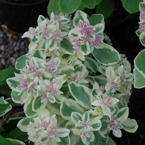 Fetthenne, zimmerpflanzen steingartenpflanzen winterhart schmetterlingswiese alte sorten für sonnige plätze geschenke für gartenliebhaber 150Samen