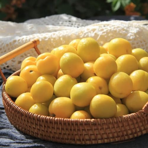semi nani di albicocca, fresca rare decorazione di colonnare soggiorno resistenti alla da appartamento 15pcs