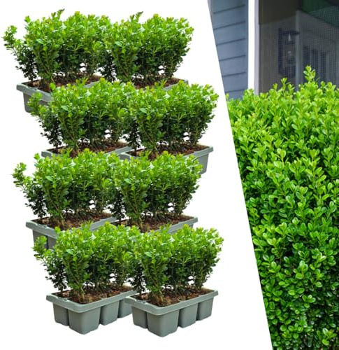 Boj – Buxus NewGen Freedom – 48 plantas – 15 cm de alto – 7 cm de diámetro – compacto y resistente a los cortes – resistente al invierno – ideal para setos y topiarios