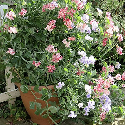 Suttons Sweet Pea Fragrant Tumbler Flower Seeds, Approx. 25 Seeds, Scented, Tumbling, Ideal for Pots, Walls and Balconies