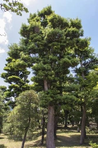 Japanische Schwarzkiefer (Pinus Thunbergii) Samen, 40 Stück, Hochwachsender Nadelbaum