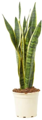 Verdecora Sansevieria | Planta natural de interior en maceta de 3L | Lengua de Tigre - Lengua de Suegra | Planta purificadora del aire