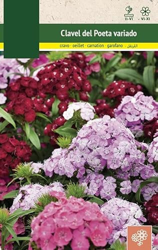Sobre Semillas Clavel Ramillete del Poeta Dianthus Barbatus