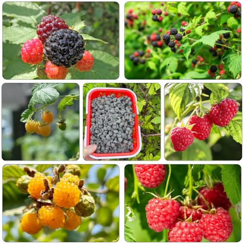 semillas de frambuesa frambuesas - decorativa columnares enanos de jardín rocas semillas orgánicas comprar en espaldera 45pcs