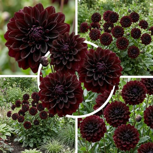FLORIUM Dahlien Dekorative Rot-Schwarz Knollen, 5 Dahlienzwiebelsorten Mix aus Holland, echte große Dahlienpflanzen für Garten und Töpfe (keine Samen, nicht künstlich)