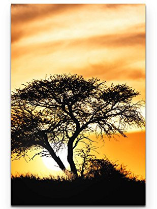 Paul Sinus Art Leinwandbilder | Bilder Leinwand 90x60cm Akazienbaum im Sonnenuntergang – Südafrika