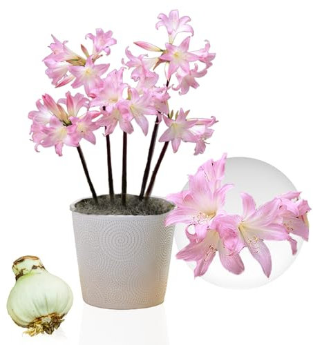 Bulbi di Amaryllis Belladonna - Bulbi Fiori in grande formato 26/30-1 Pezzo - Piante e Fiori Esclusivi dall'Olanda - Autentici Hippeastrum (non semi, senza cera e non artificiali)