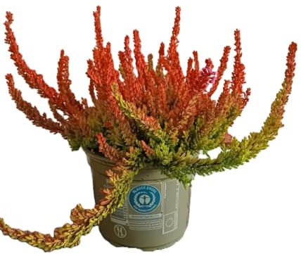 3 Stck. Knospenheide Calluna vulgaris Gardengirls Zoe 15-20 cm immergrün
