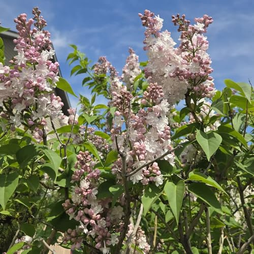 semi di lillà, esotiche biologici giardino resistenti decorazione soggiorno 50pcs