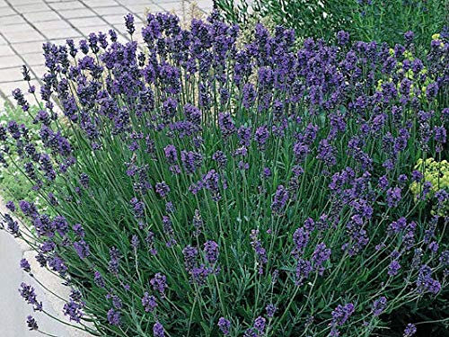 Lavender English 'Dwarf Munstead' Perennial Plug Plants Pack x6