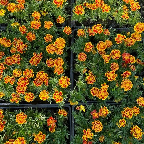 Semillas de caléndula - raras Tagetes patula - semillas de silvestres 500pcs