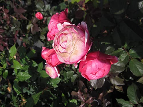 Beetrose ® - Rosa Gartenprinzessin Marie Jose ® - Kordes Rose - ADR Rose - Parfuma-Rose