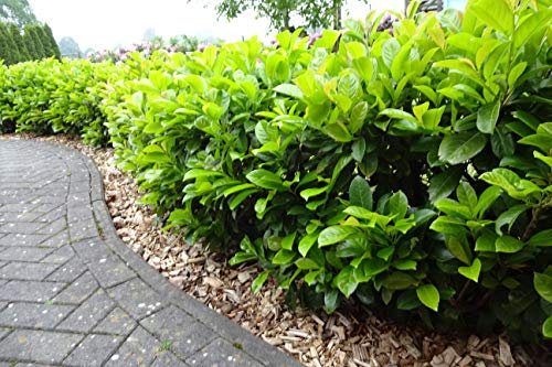 5st. Kirschlorbeer Novita 100-120cm im Topf XXL Prunus laurocerasus Lorbeer Gartenhecke Sichtschutz normalwachsende Heckenpflanze