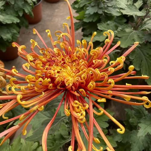 crisantemo semi di perenni di giardino selvatici balcone estate tagliati reali autunno semi resistenti 600pcs