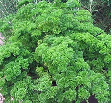 Perejil Semillas, Musgo encrespadas, la Herencia, orgánicos, no GMO, más de 25 Semillas, Semillas de perejil