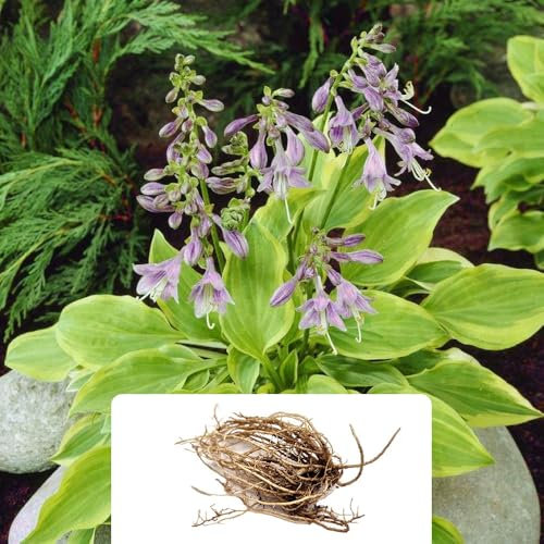 1 Hosta Golden Tiara – Stunning Deep Purple Flowers – Summer-Flowering Perennial Bulb – Perfect for Shaded Gardens – Thrives in UK Climate Conditions