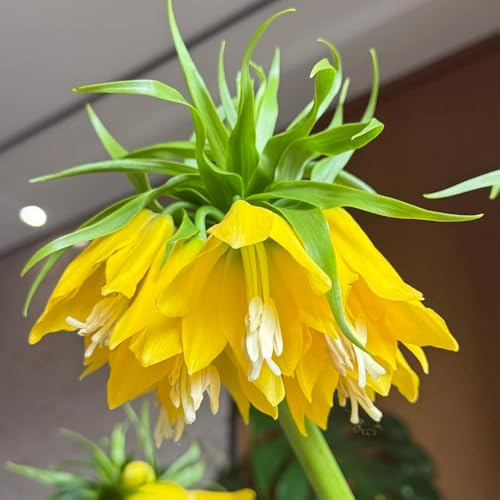 Fritillaria imperiale - to decorazioni da giardino per esterni primaverili giardino in vaso, selvatici, precoci 6bulbi