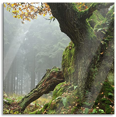 Pixxprint Glasbild, Wandbild auf Echtglas, Dicker Baum im Wald im Moos, 40x40 cm, inkl. Aufhängung und Abstandshalter