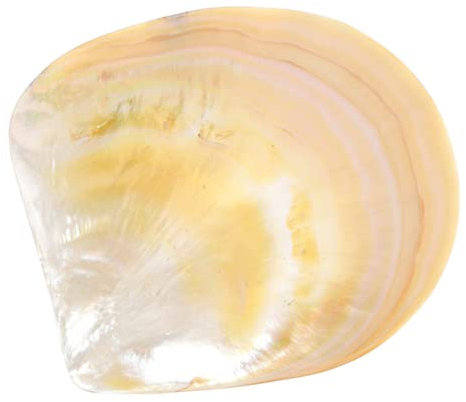 MAGICLULU Haushalts Lebensmittelbehälter Muschelteller aus Muschelschale Multifunktionaler Dessertteller und Gewürzteller Einfache Reinigung Kreatives Design für Restaurant und Weihnachten