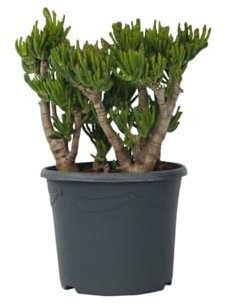 Plant in a Box - Crassula ovata 'Hobbit' XL - Pianta da appartamento - Succulenta - ⌀ 30 cm - Altezza 55-60 cm