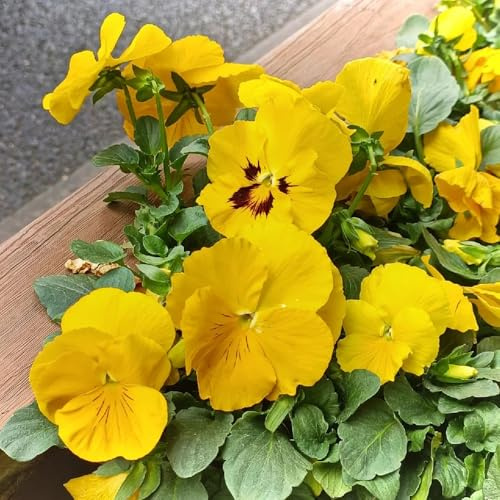 Stiefmütterchen Mehrjährig, Viola tricolor, steingartenpflanzen winterhart bio geschenk balkonpflanzen 200Samen