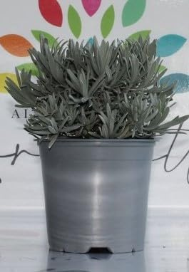 2 Piante di lavanda su vaso cm 14 MODIPITRE