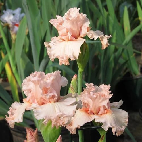 Semi di iris, Iris tectorum, da giardino, biologici Gli iris sono perenni resistenti, giardino 600pcs