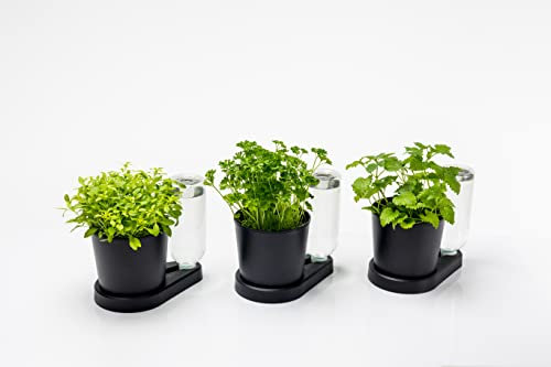 greevi kräuterheld 3er Set | Kräutertöpfe mit Selbstbewässerungssystem | Made in Germany | Kunststoff (Standard, schwarz)