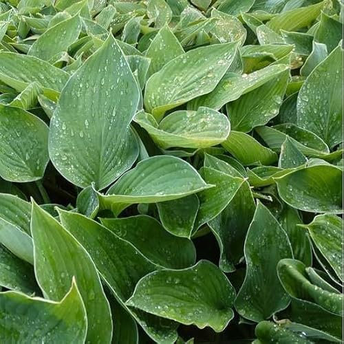 6x Hosta fortunei 'Hyacinthina' – Godet 9x9cm | Feuilles vert foncé, floraison lavande