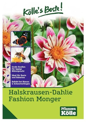 Kölles Beste Blumenknollen Halskrausen-Dahlie 'Fashion Monger'