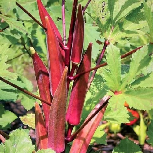 Semi di Okra biologico, semi di invernale esotiche resistenti verdi giardino sul balcone vecchie varietà 500pcs