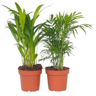 Plant in a Box - Innenpalmen klein - 2er Set - Chamaedorea Eleganz, Areca Lutescens - Topf 12cm - Höhe 25-40cm