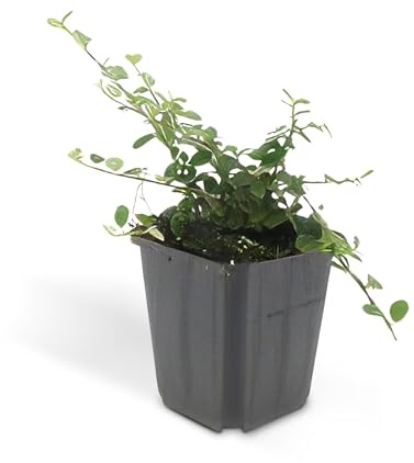 Bodendecker - Kriechmispel - Teppichmispel - Cotoneaster prostratus 'Queen of Carpets' - 9cm - Set mit 20 Pflanzen